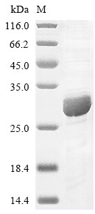 Complement component C8 gamma chain (C8G), human, recombinant