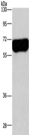 Anti-DPYSL3
