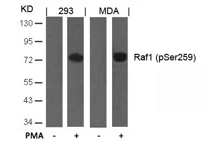 Anti-phospho-Raf1 (Ser259)
