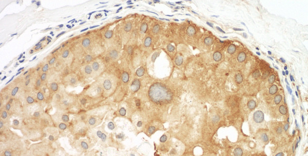 Anti-Septin 9
