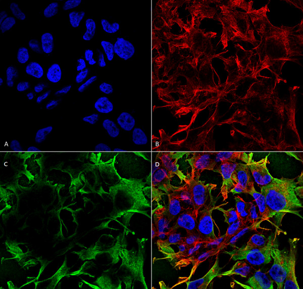Anti-Neuroligin 3, clone S110-29