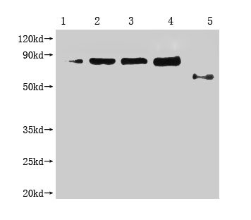 Anti-Enterobacteria phage M13 III Monoclonal, clone 4B1D7