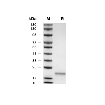 VEGF164 Recombinant (Mouse)