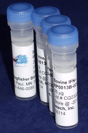 Interferon gamma, bovine recombinant (rbIFN-gamma)