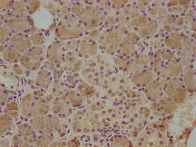 Anti-CST5