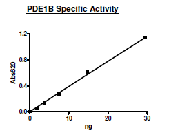 PDE1B, active rat recombinant protein