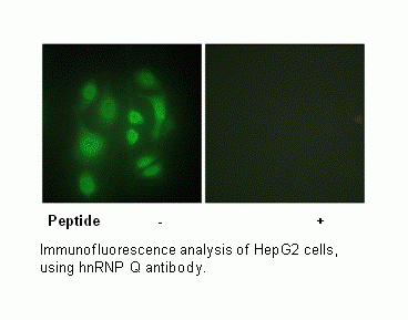 Anti-hnRNP Q