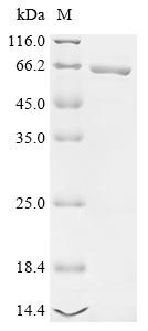 Toxin B (toxB), partial, Clostridioides difficile, recombinant