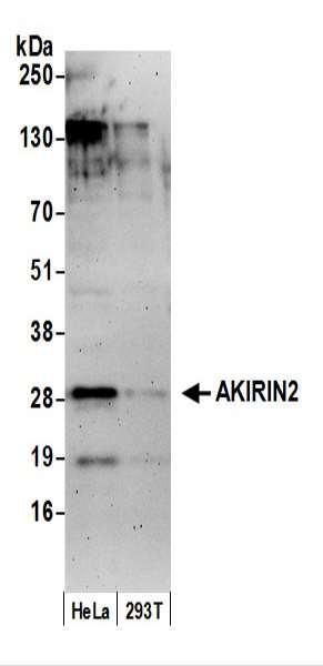 Anti-AKIRIN2/C6orf166