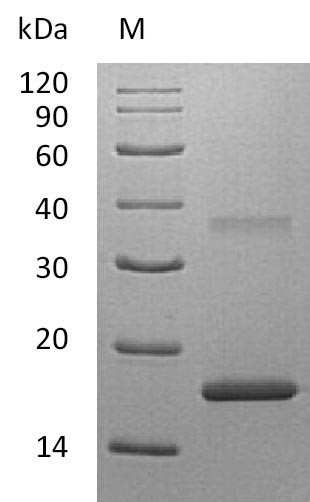 Interleukin-7 (IL7) (Active), human, recombinant