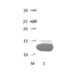 IL16_3 PDZ Domain