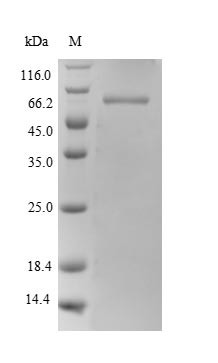 Polypyrimidine tract-binding protein 1 (PTBP1), human, recombinant