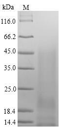 Immunoglobulin J chain (Jchain), mouse, recombinant