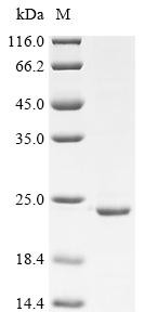 Slit guidance ligand 3 (SLIT3), partial, Pan troglodytes, recombinant