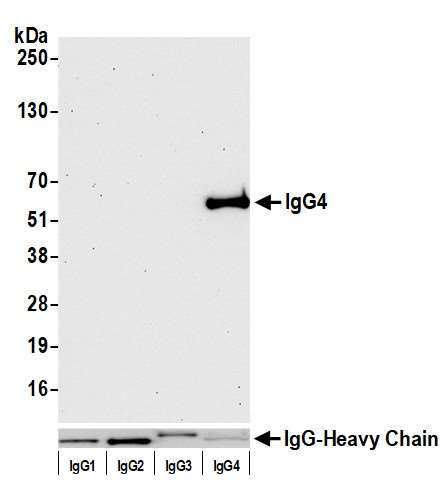 Anti-hIgG4 Recombinant Monoclonal