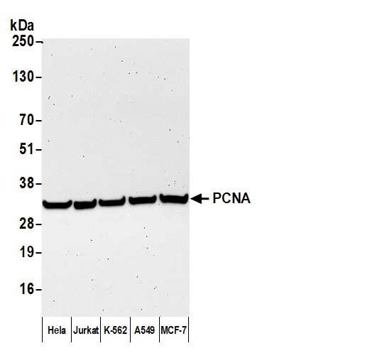 Anti-Mouse IgG-Fc Fragment cross-adsorbed