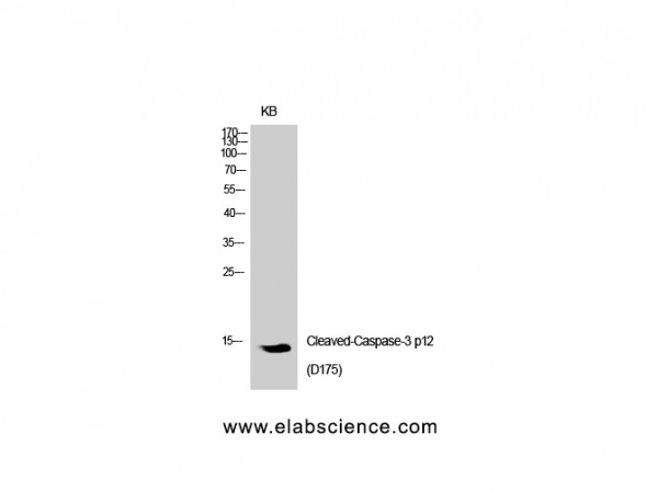 Anti-Cleaved-Caspase-3 p12 (D175)