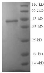 Junctional adhesion molecule B (JAM2), partial, human, recombinant