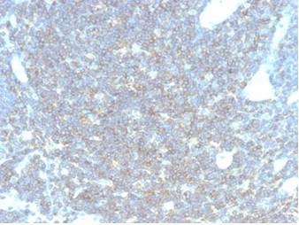 Anti-CD48 (Pan Leukocyte Marker), clone CD48/4783