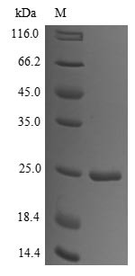 Islet amyloid polypeptide (IAPP), partial, human, recombinant