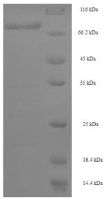 DDB1- and CUL4-associated factor 4 (DCAF4), human, recombinant