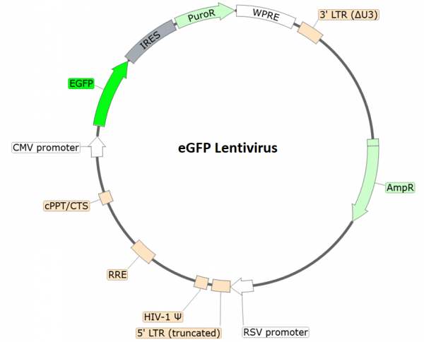 Enhanced GFP Lentivirus (Puromycin)