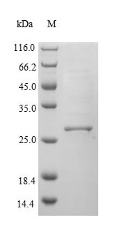 H-2 class II histocompatibility antigen gamma chain (Cd74), partial, rat, recombinant