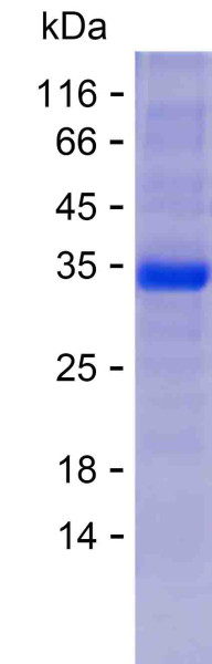 MYCT1 (human), recombinant protein