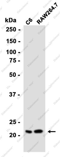Anti-Recombinant Proteasome 20S LMP2, clone C173062