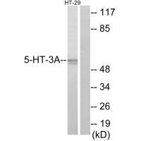 Anti-HTR3A