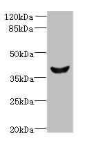 Anti-Dlk2