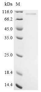 Trifunctional enzyme subunit alpha, mitochondrial (HADHA), human, recombinant