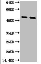 Anti-FCER2 Monoclonal