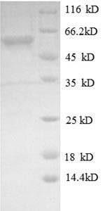 Dual specificity mitogen-activated protein kinase kinase 4 (Map2k4), mouse, recombinant