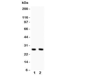 Anti-Olig1