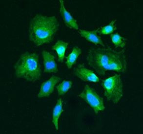 Anti-PARK7 / DJ-1, C-terminal