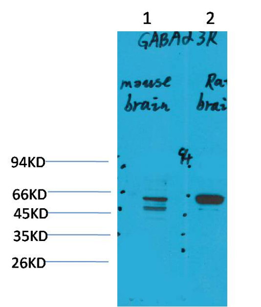 Anti-GABA A Receptor alpha3