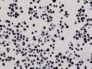 Anti-Trimethyl-Histone H3 (Lys27), Rabbit Monoclonal (RM175)