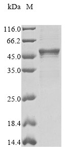Serine protease inhibitor A3K (Serpina3k), rat, recombinant