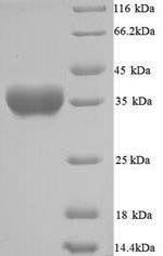 Alpha-hemolysin (hly), Staphylococcus aureus, recombinant