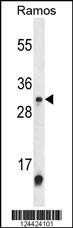 Anti-METTL1, ID (METTL1, C12orf1, tRNA (guanine-N(7)-)-methyltransferase, Methyltransferase-like pro