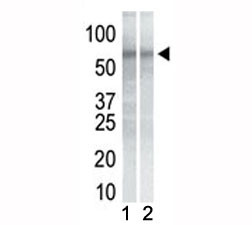 Anti-CHK1, clone 2G1D5