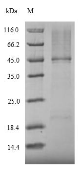 Nuclear receptor ROR-gamma (Rorc), mouse, recombinant