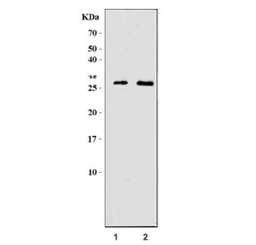 Anti-Granzyme M / Gzmm