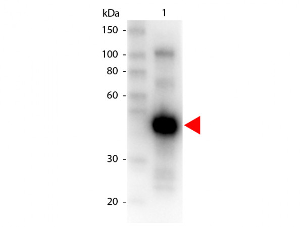 Anti-Monkey IgG (Gamma Chain) Peroxidase conjugated