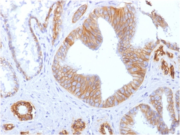 Anti-E-Cadherin/ CD324 (Intercellular Junction Marker), clone SPM471