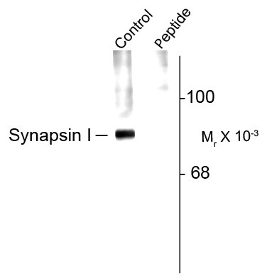 Anti-phospho-Synapsin 1 (Ser62 / Ser67)