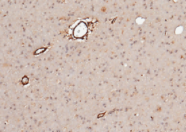 Anti-Neuroligin 1/NLGN1 Monoclonal Recombinant Antibody