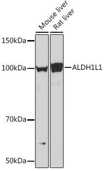 Anti-ALDH1L1