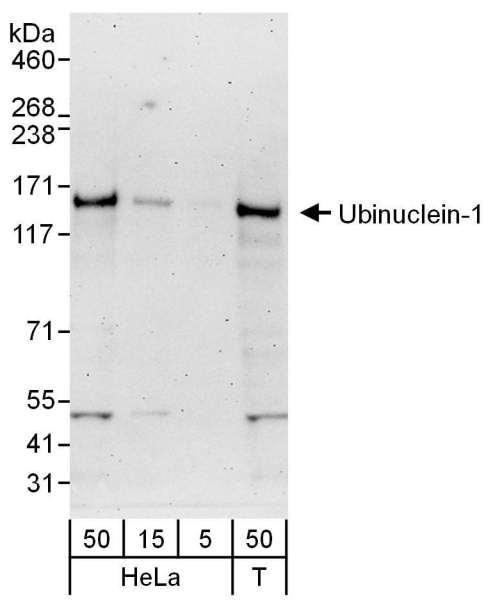 Anti-Ubinuclein-1